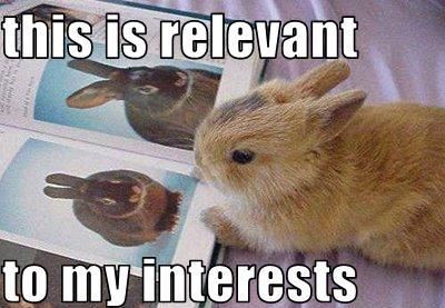 Interested bunny. So cute!